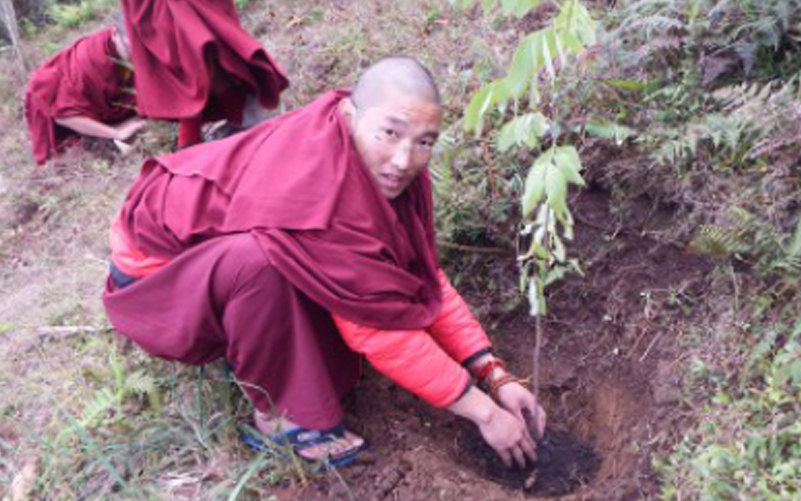 Trees for Himalayan Monasteries & Forests 