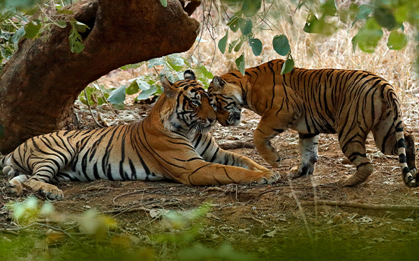 Trees for Tigers® 