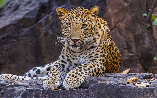 Trees for Leopards® 