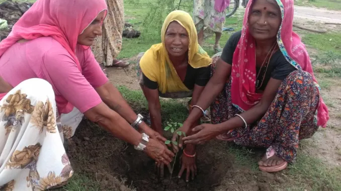 More than 2.5 lakh trees will now expand the green cover in Rajasthan