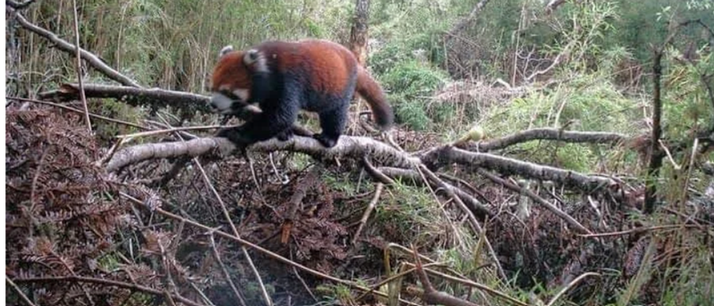 Endangered Red Panda Spotted in Sikkim, Gnathang