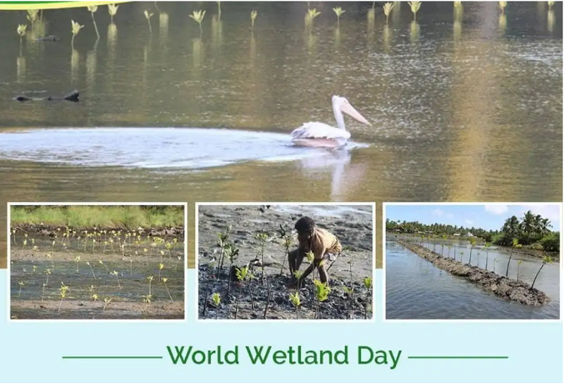 World Wetlands Day: How trees can protect wetland biodiversity