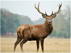 Massive tree plantation to protect Kashmir's rare 'Hangul' species