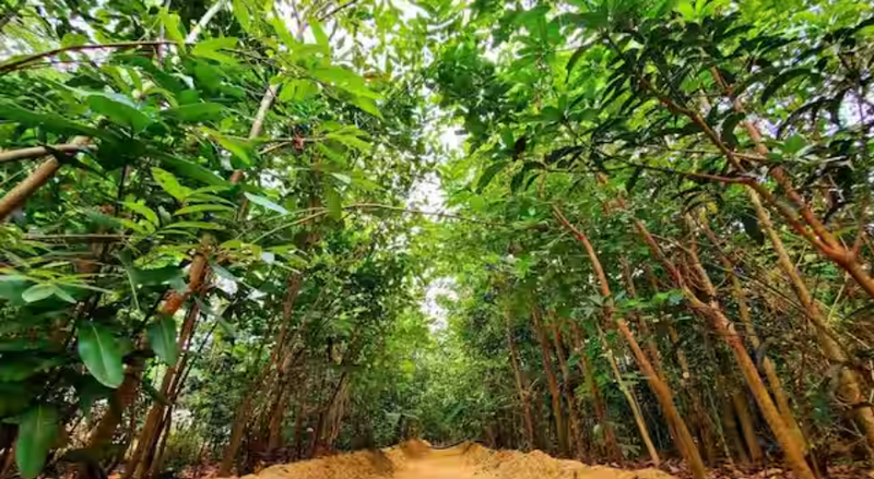 World Earth Day: Role of Tree Plantation in Mitigating Climate Change Effects