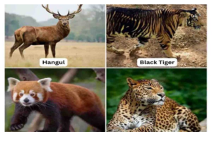 World Endangered Species Day