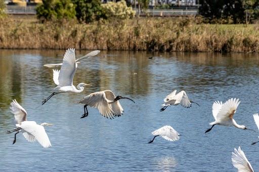 Trees for Migratory Birds™ 