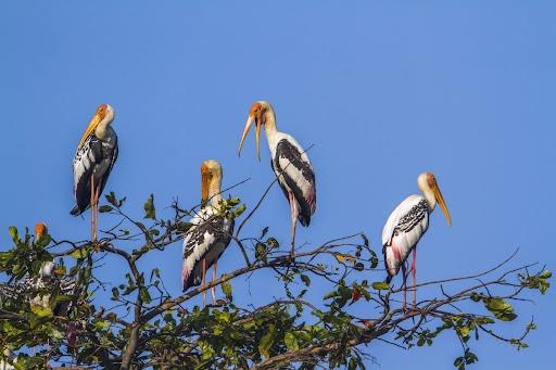 Trees for Migratory Birds™ 