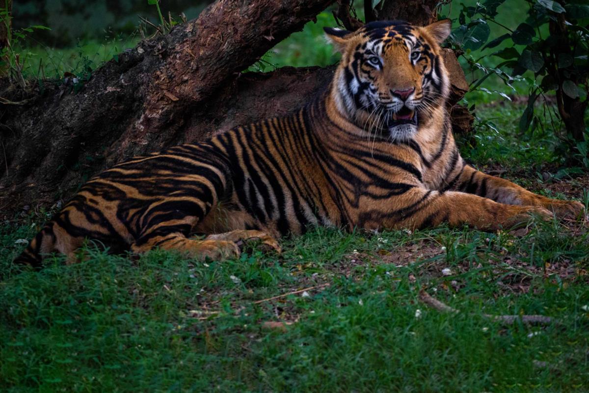 Trees For Black Tigers™ 