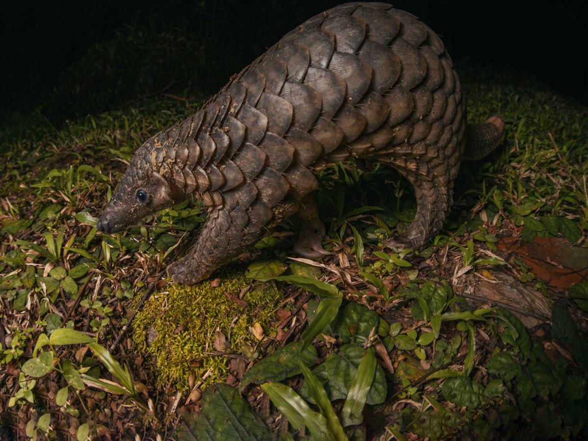 Trees for Sunda Pangolins 