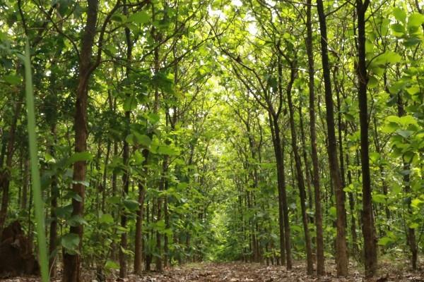 Rooting for Success: How Corporates are Growing Green