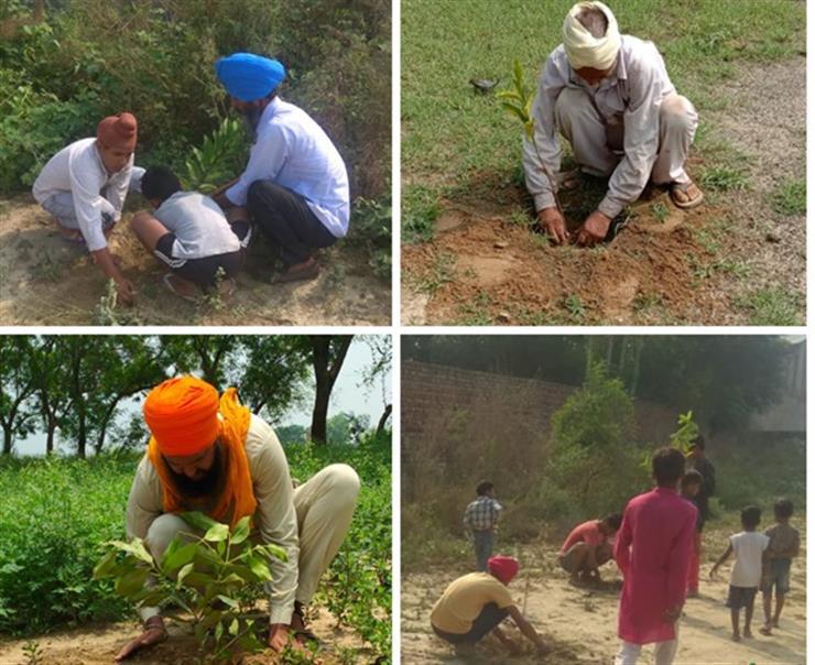 Over 25000 trees help Moga to combat the aftereffects of stubble burning