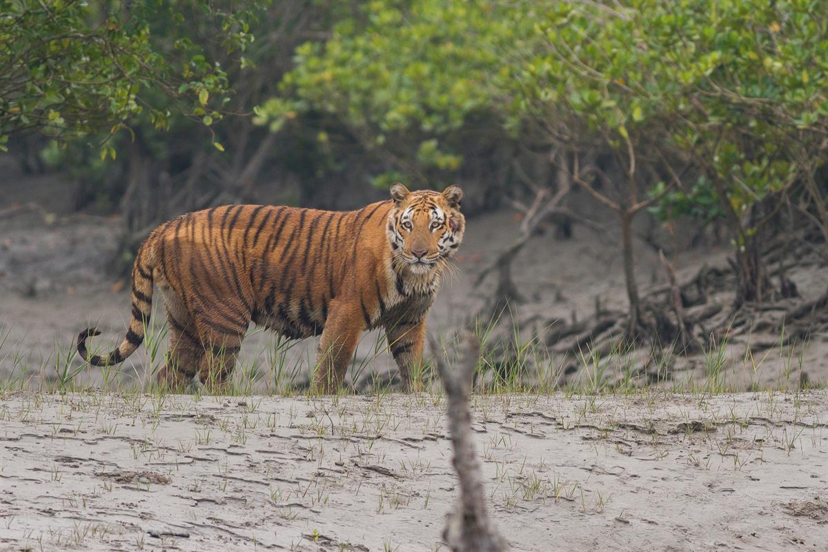 Trees for Tigers® 