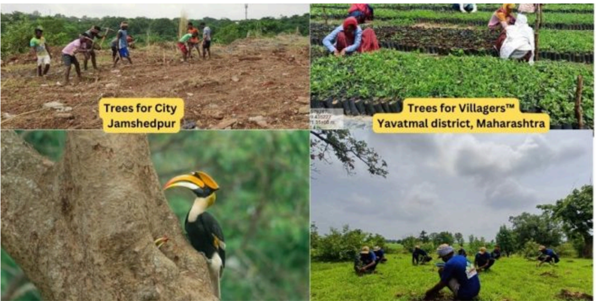 World Soil Day: Discover how tree plantation projects can nurture soil health