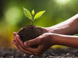 World Soil Day: Discover how tree plantation projects can nurture soil health; tailored ecological initiatives can prevent soil erosion effectively
