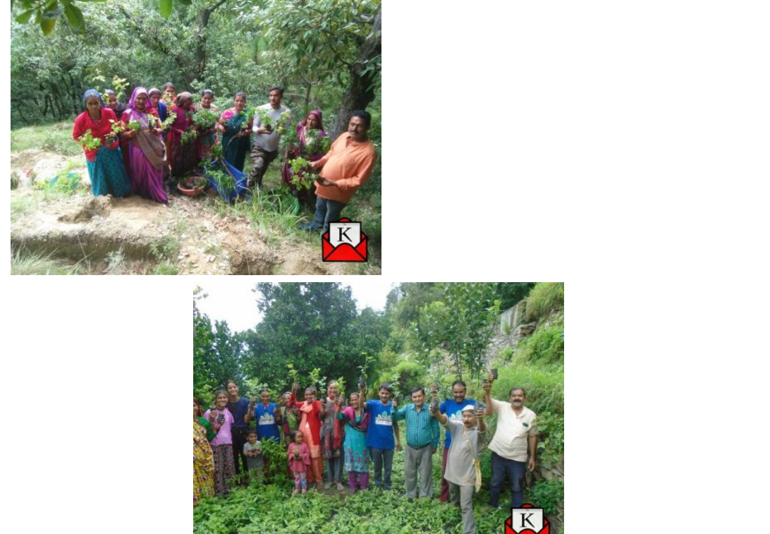 How Can Afforestation Help To Combat Global Warming?