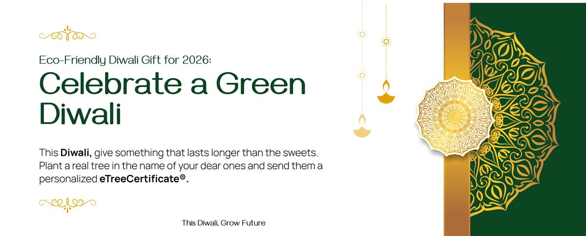 Eco-Friendly Diwali Gift for 2026: Celebrate a Green Diwali