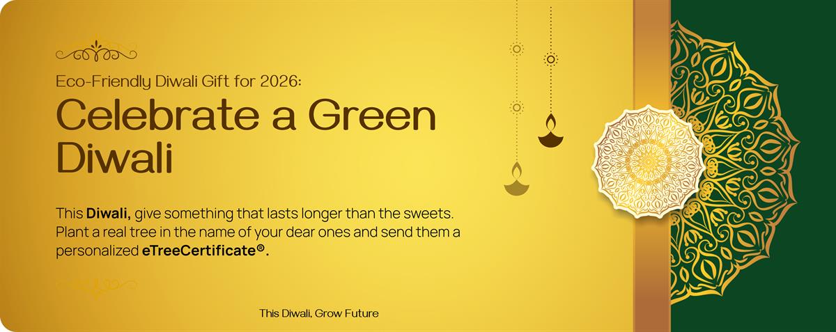 Eco-Friendly Diwali Gift for 2026: Celebrate a Green Diwali