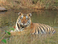 Grow Trees founder Mr. Pradip Shah's write-up on 'Conservation for Big Cats' features on The Economist