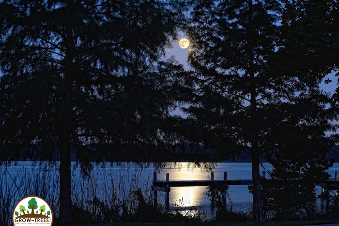 Trees Against The Moon