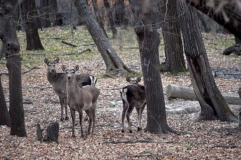 Hangul is the state animal of Jammu and Kashmir and the only surviving subspecies of the red deer family in the Indian subcontinent (Photo: WILDLIFE SOS)