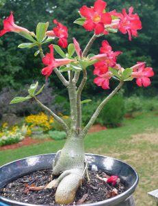 Adenium