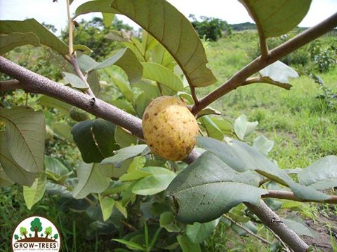 African Custard Apple