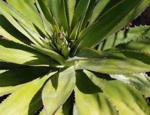 Agave