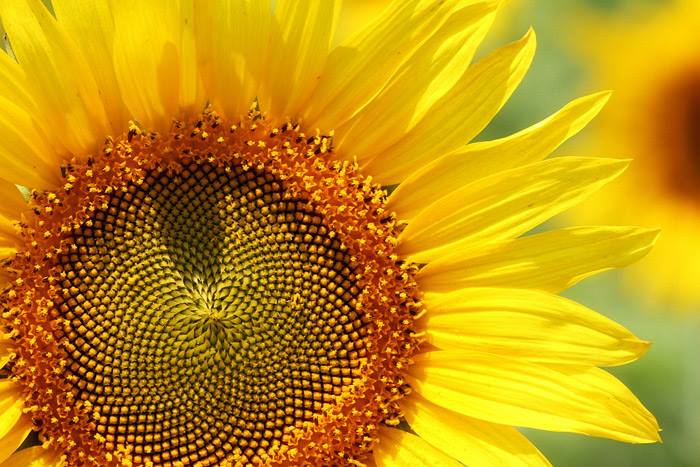 The Seeds of the Sunflower