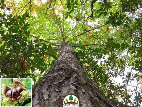 American Chestnut trees