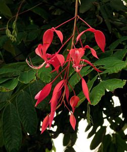 Amherstia
