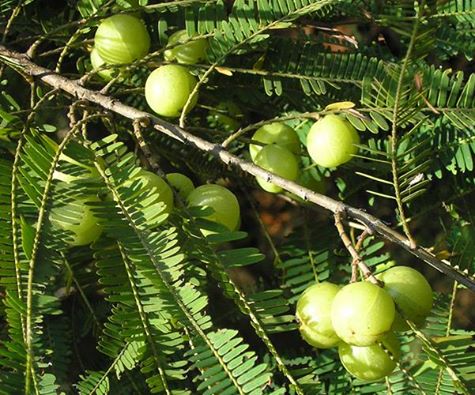 Amla