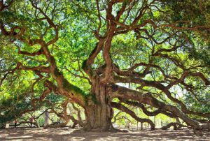 Angel Oak