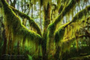 Antarctic Beech