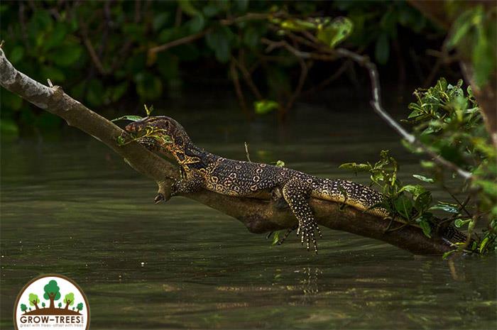 Asian Water Monitor