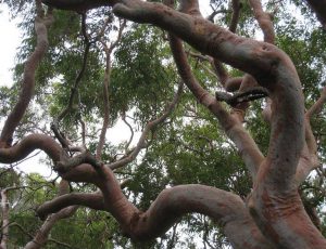 Australian trees