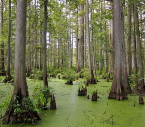Bald Cypress