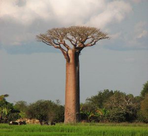 Baobab