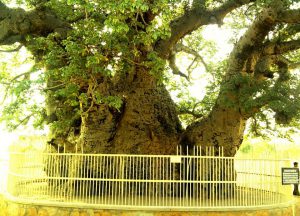 Baobab tree