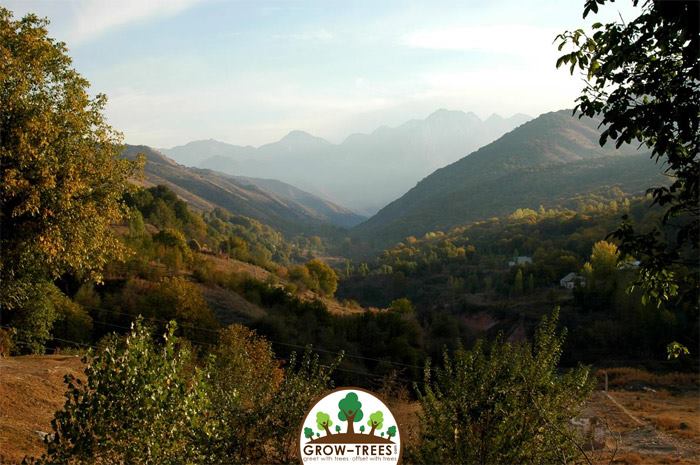 Bears of Kazakh forests