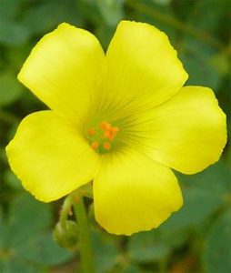 Bermuda buttercup
