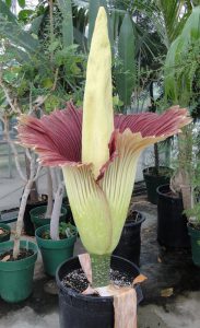 Biggest Flower