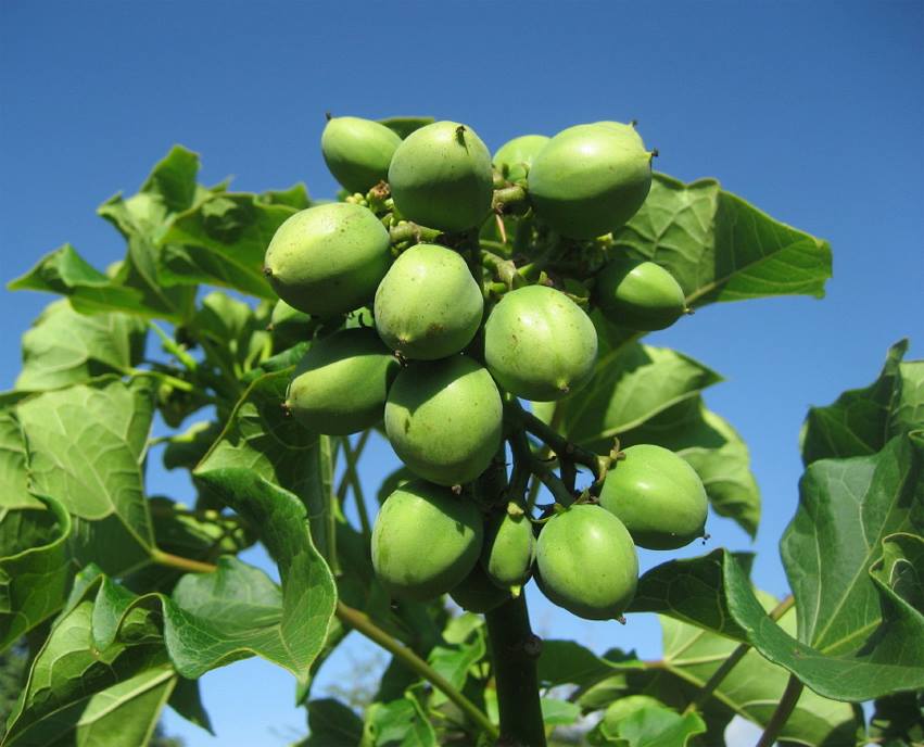 Jatropha: The Biodiesel Tree for Renewable Energy