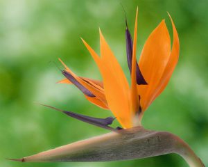 Bird of Paradise