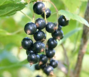 Blackcurrant