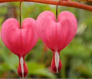 Bleeding heart