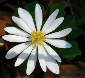 Bloodroot