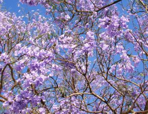 Blue Jacaranda