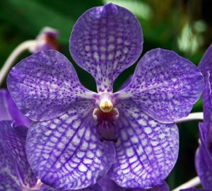 Blue Vanda