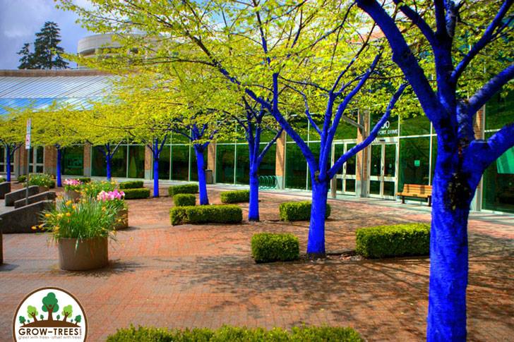 Blue trees project