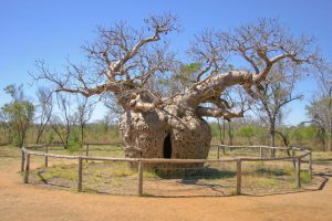Boab Prison Tree
